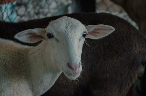 Close-up of a Sheep in a Barn 