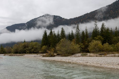 Low Clouds over the Trees and Mountains 