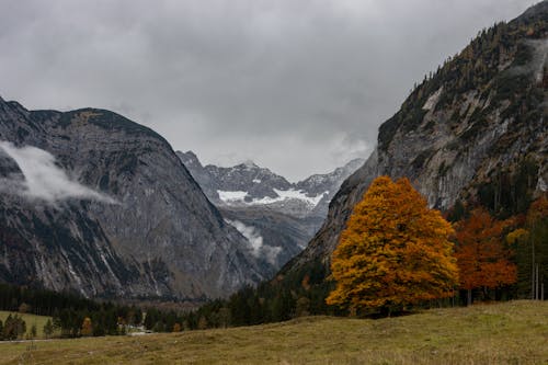 Landscape of Autumnal Trees in a Mountain Valley 