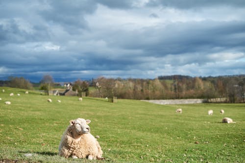 View of Sheep Grazing on a Pasture 