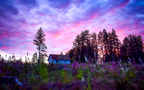 Fox Gloves at Sunset