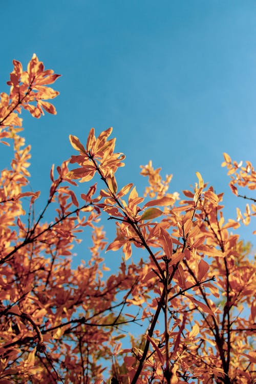 Close-up of Orange Leaves on a Tree against a Clear Blue Sky 