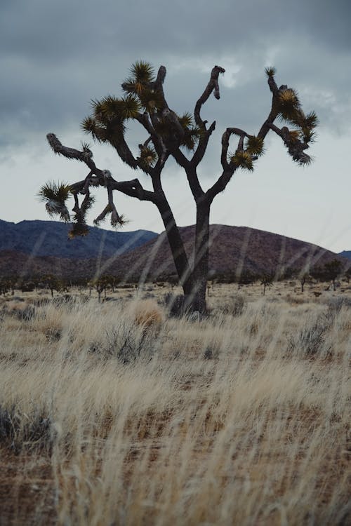 View of a Tree on a Dry Grass Field and Mountains in the Background in Joshua Tree National Park