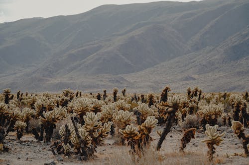 Landscape of Plants in the Valley and Mountains in the Background in Joshua Tree National Park