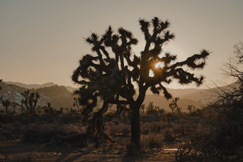 Silhouetted Tree in the Joshua Tree National Park