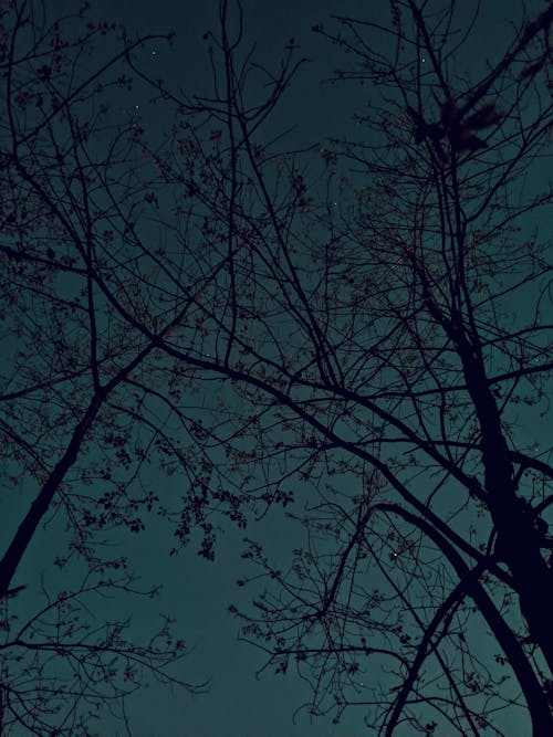 나무 꼭대기, 밤, 별의 무료 스톡 사진
