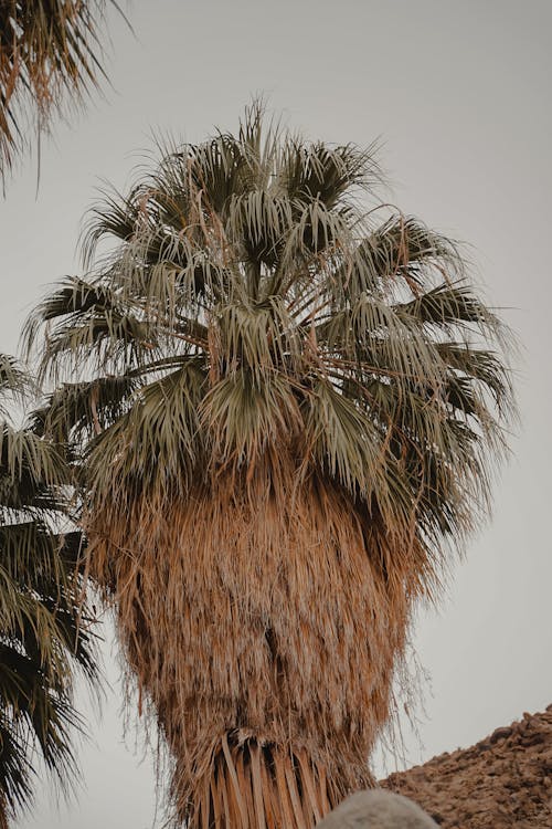 Бесплатное стоковое фото с вашингтония филифера, веерная пальма пустыни, вертикальный выстрел