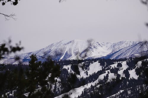 Landscape of a Forest and Snowcapped Mountains 