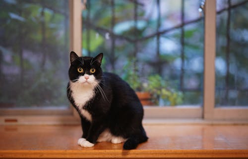 Miễn phí Tuxedo Cat Trên Bề Mặt Nâu Ảnh lưu trữ