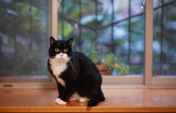 Tuxedo Cat On Brown Surface