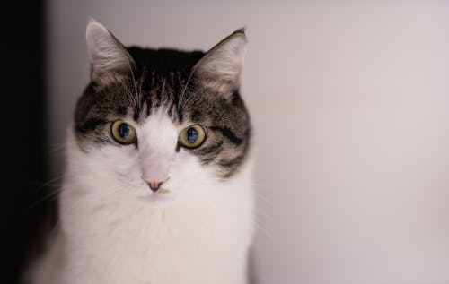 Free Close-up Photography of White and Black Tabby Cat Stock Photo