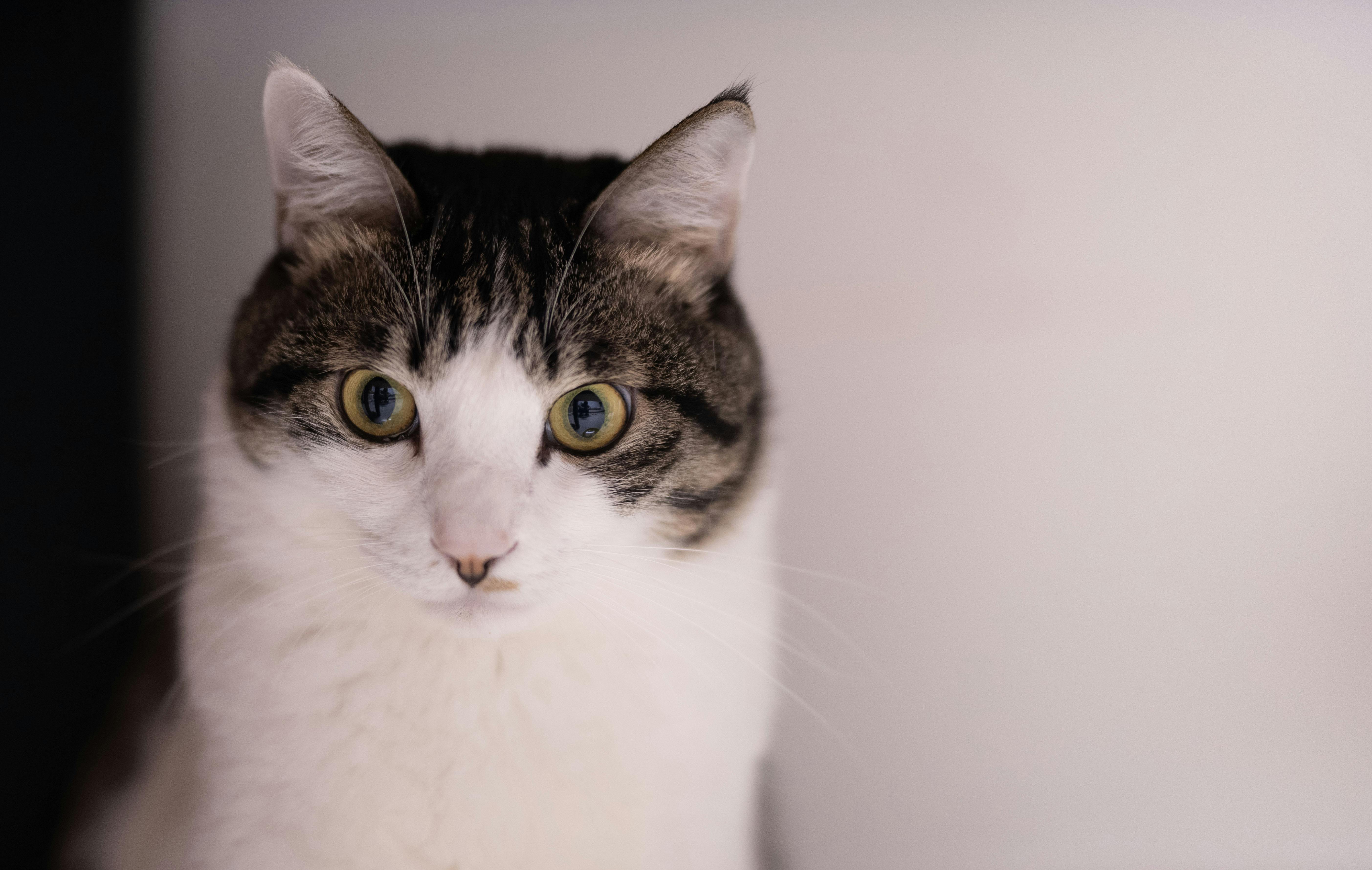 Close Up Photography Of White And Black Tabby Cat Free Stock Photo