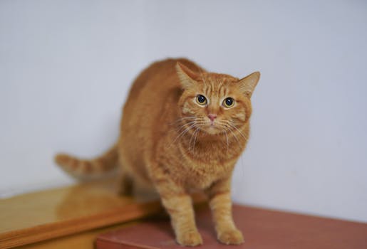 一只橙色虎斑猫站在室内的木制家具上，眼睛锐利，这是一个特写镜头