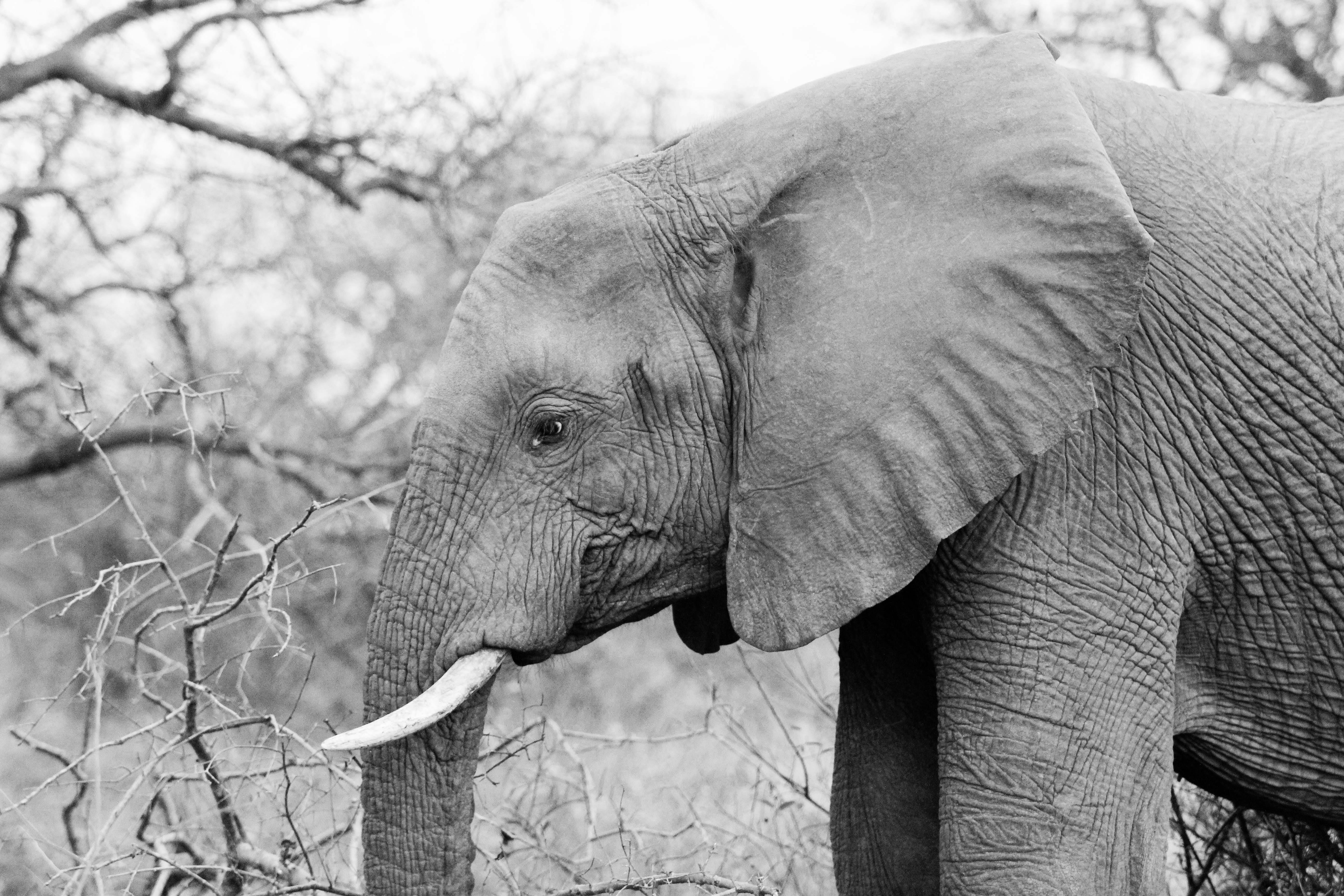 Free stock photo of africa, black and white, elephant