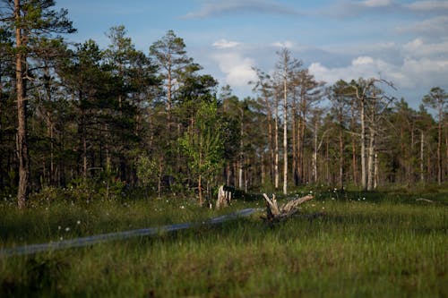 Kostnadsfri bild av gräs, natur, selektiv fokusering