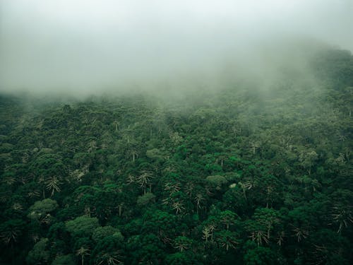 Aerial View of a Dense Forest in Fog 