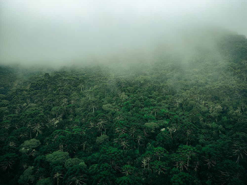 Aerial View of a Dense Forest in Fog · Free Stock Photo