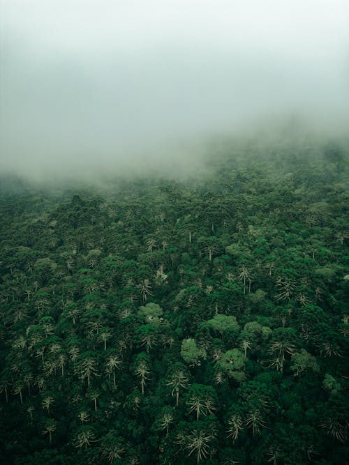 Aerial View of a Dense Forest in Fog 