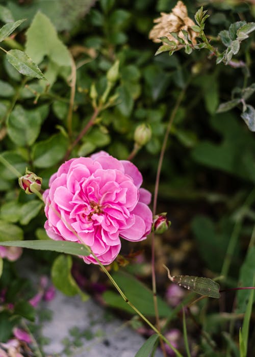 Close-up of a Pink Damask Rose among Green Leaves 