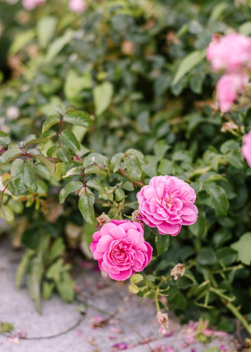 Close-up of Pink Damask Roses on a Shrub 