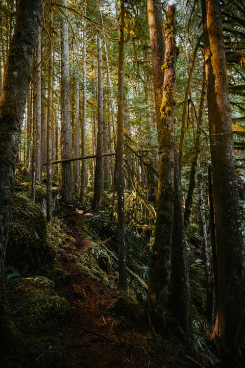 Free Dense evergreen forest with sunlit trees and moss-covered ground, creating a serene natural scene. Stock Photo