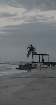 A tranquil beach scene featuring a palm tree and overcast sky, creating a serene coastal atmosphere.