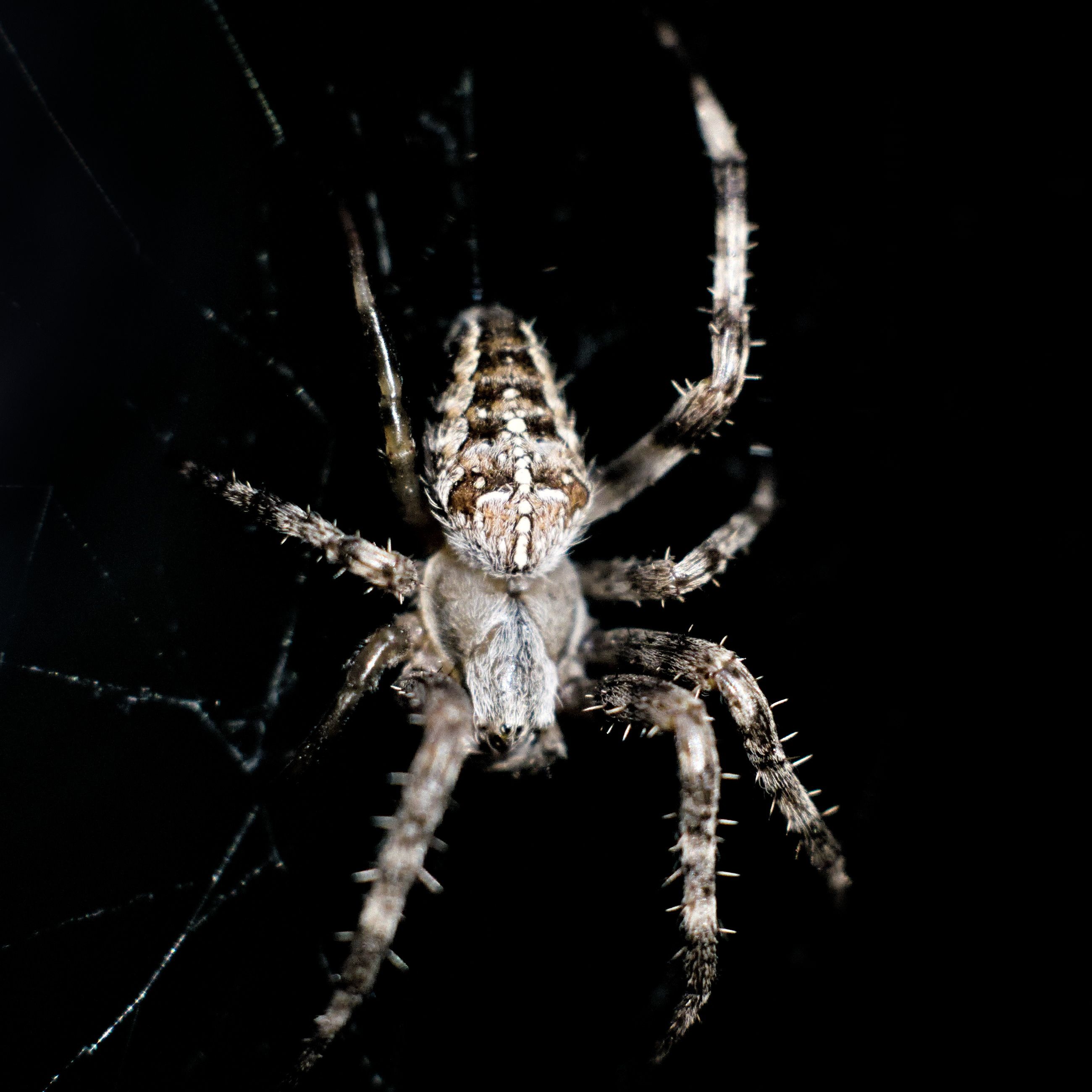 Close-up of a Spider on the Cobweb 