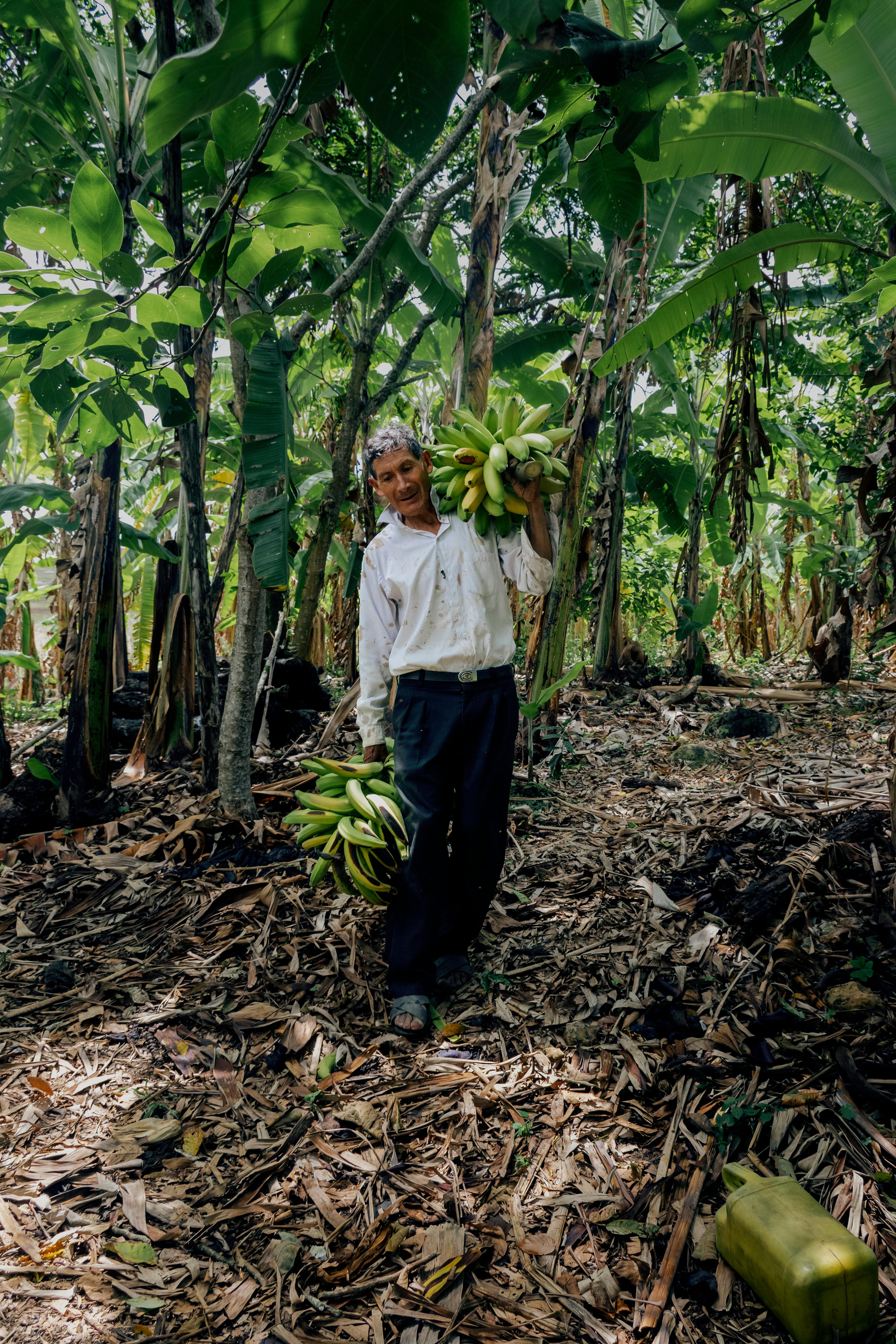 A senior man holding harvested bananas in a lush Peruvian orchard.