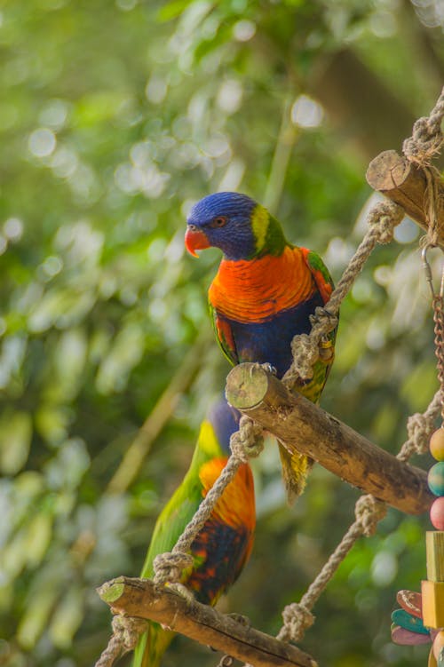 Gratis stockfoto met detailopname, dierentuin, exotisch