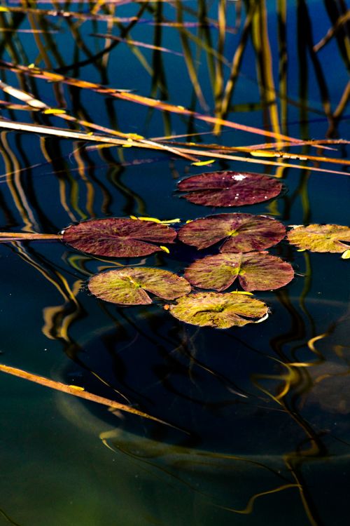 Marsh With Labes Leaves on Marsh · Free Stock Photo