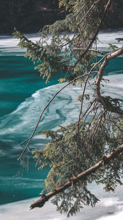 Free Close-up of evergreen branches over icy frozen lake in winter setting. Stock Photo