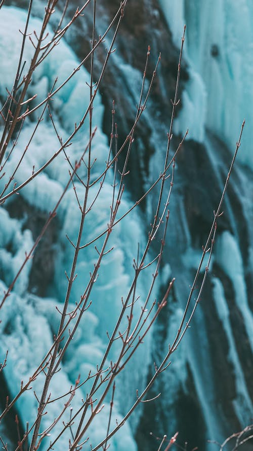 Twigs Against Ice