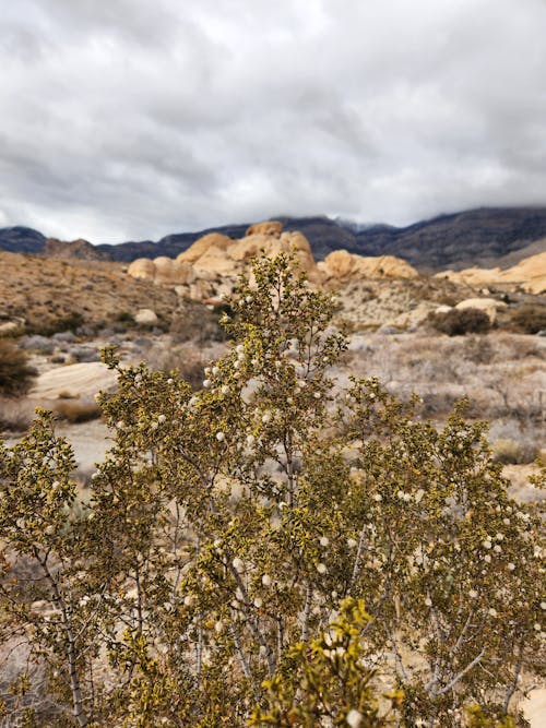 Tree in Red Rock Canyon