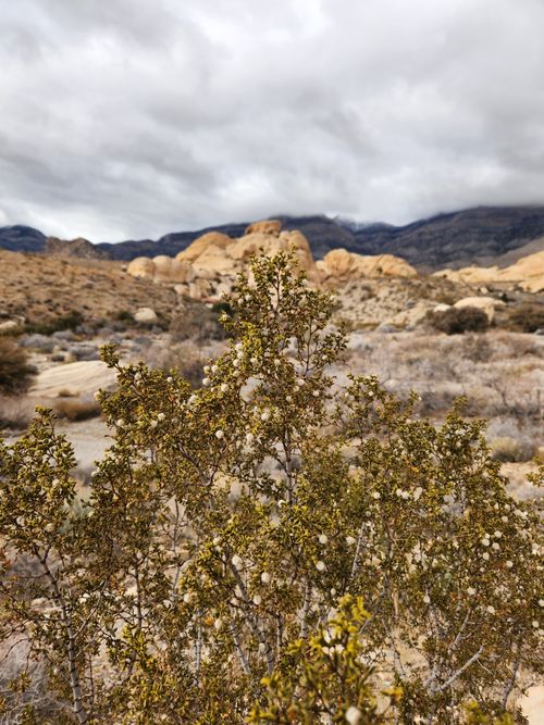 Free Desert landscape with shrub in Red Rock Canyon, Nevada under cloudy skies. Stock Photo