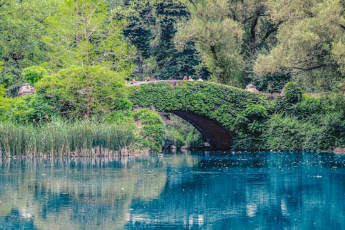 Imagine de stoc gratuită din arbori, iaz, parc