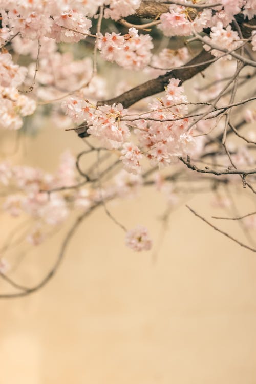Безкоштовне стокове фото на тему «вертикальні постріл, весна, Вишня»
