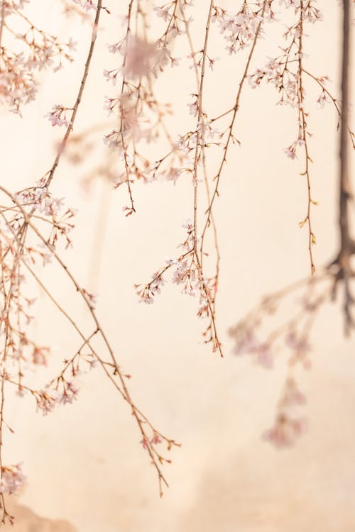 가지, 봄, 수직 쐈어의 무료 스톡 사진