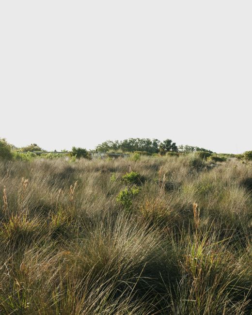 A peaceful expanse of green grasses under a clear sky, perfect for nature themes.
