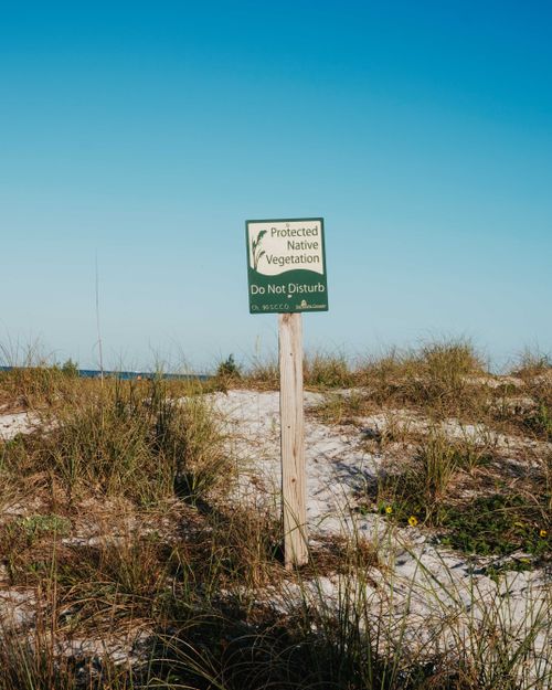 Free A sign marking protected native vegetation on sandy dunes under a clear blue sky. Stock Photo