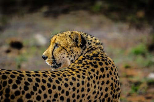 Shallow Focus Photography Of Cheetah