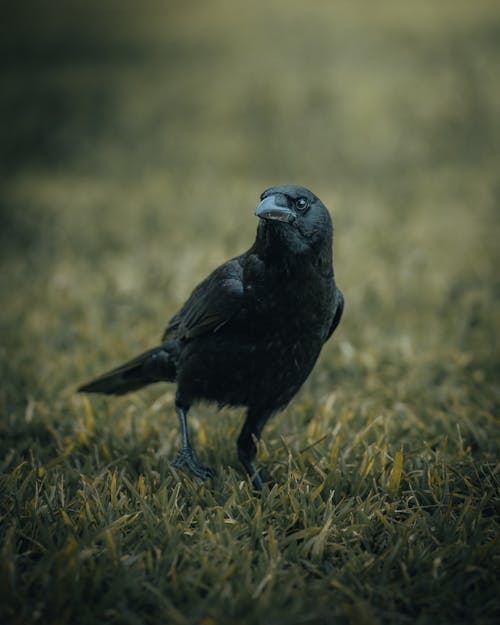 Crow Walking on Grass Ground