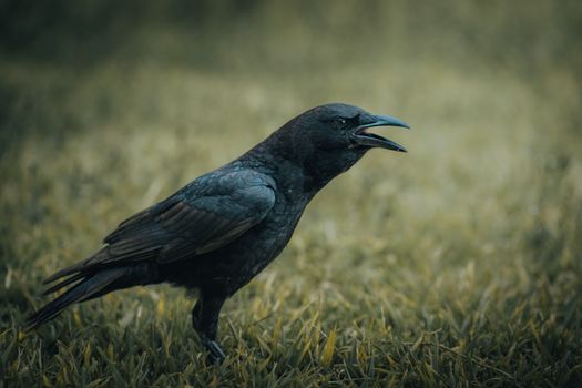 crow photo