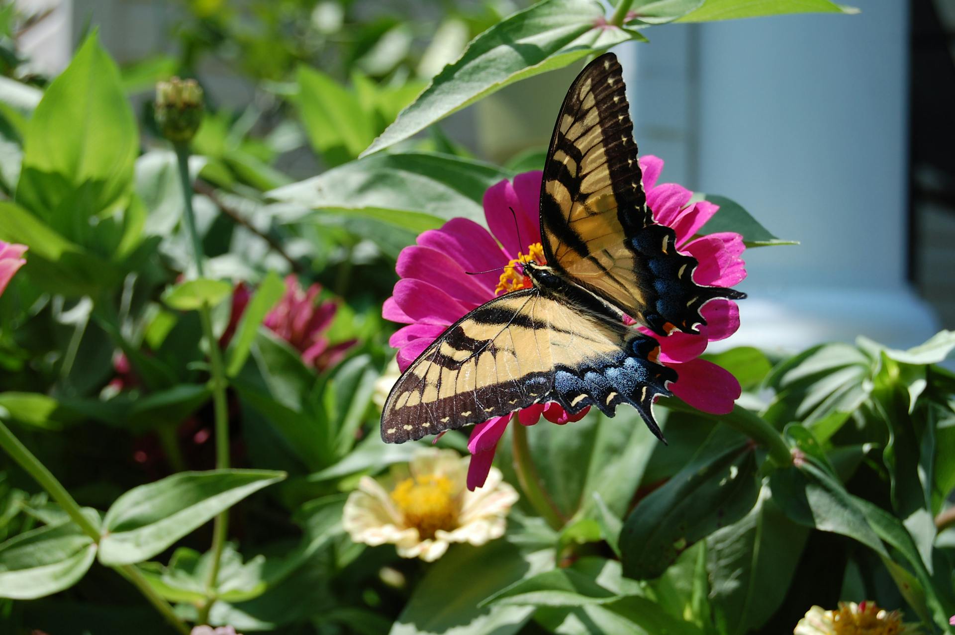 Close-up of an Eastern Tiger Swallowtail butterfly on a zinnia in a Maryland garden.