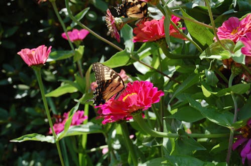 Δωρεάν στοκ φωτογραφιών με zinnias, ανατολικός καταρράκτης τίγρης, ανθισμένος