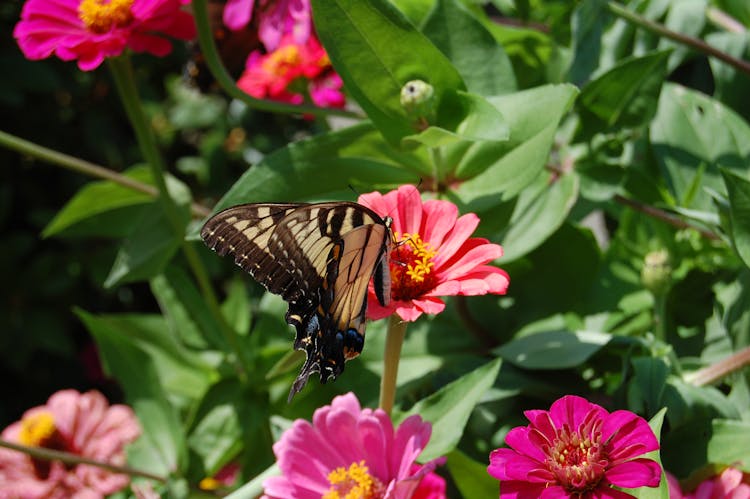 Eastern Tiger Swallowtail Butterfly On Flower