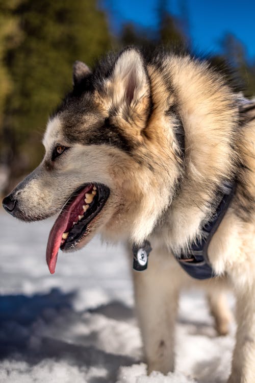 Fotos de stock gratuitas de animal, de cerca, husky