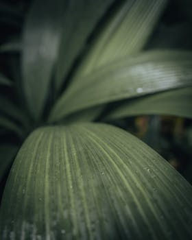 Highly detailed image of fresh green leaves showcasing natural texture and patterns.