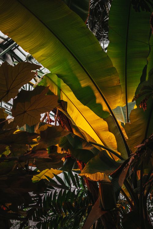 Free Beautiful backlit banana leaves with sunlight, showcasing lush tropical foliage. Perfect for nature-themed designs. Stock Photo