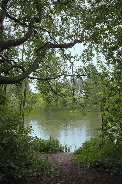강, 광야, 나뭇잎의 무료 스톡 사진