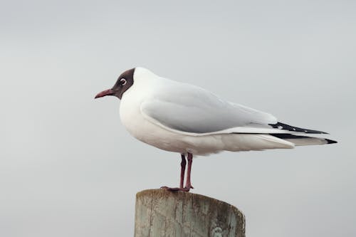 Black-Headed Gull on Wood